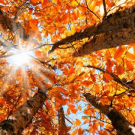 autumn-leaves-equinox
